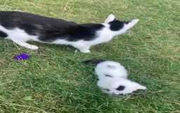 Mixed Breed cats for sale: Rosy looking for a home - Image 6