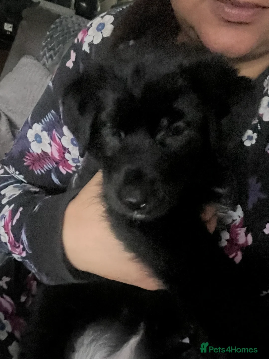 Mixed Breed dogs for sale: German Shepherd x Labrador puppies - Advert 2