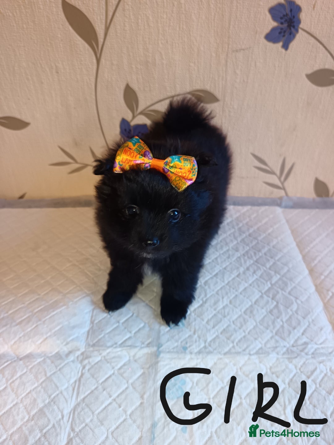 Pomeranian dogs for sale: Barnsley  - Advert 6