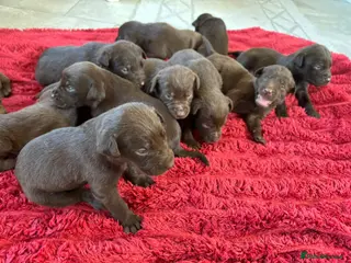 Labrador Retriever dogs BEAUTIFUL LITTER LABRADOR PUPS READY 9TH MARCH - Advert 15