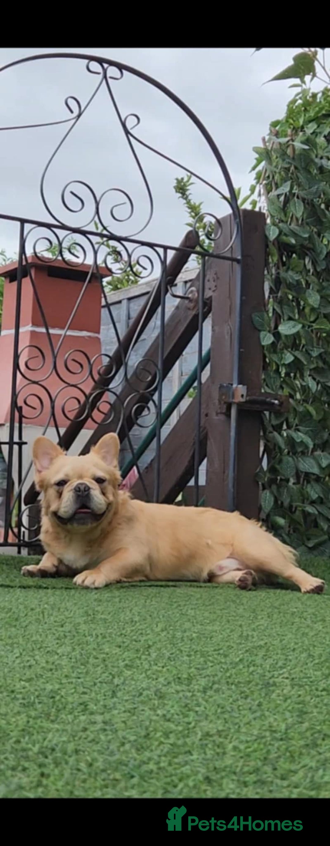French Bulldog dogs for sale: French bulldog male - Image 6