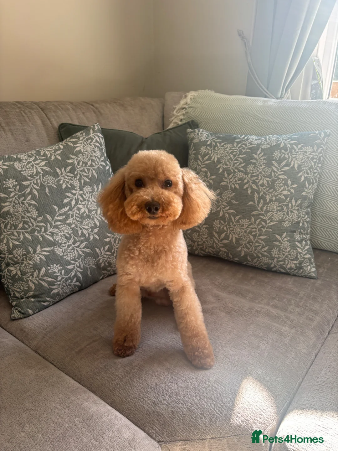 Toy Poodle dogs for stud: For stud  - Advert 1