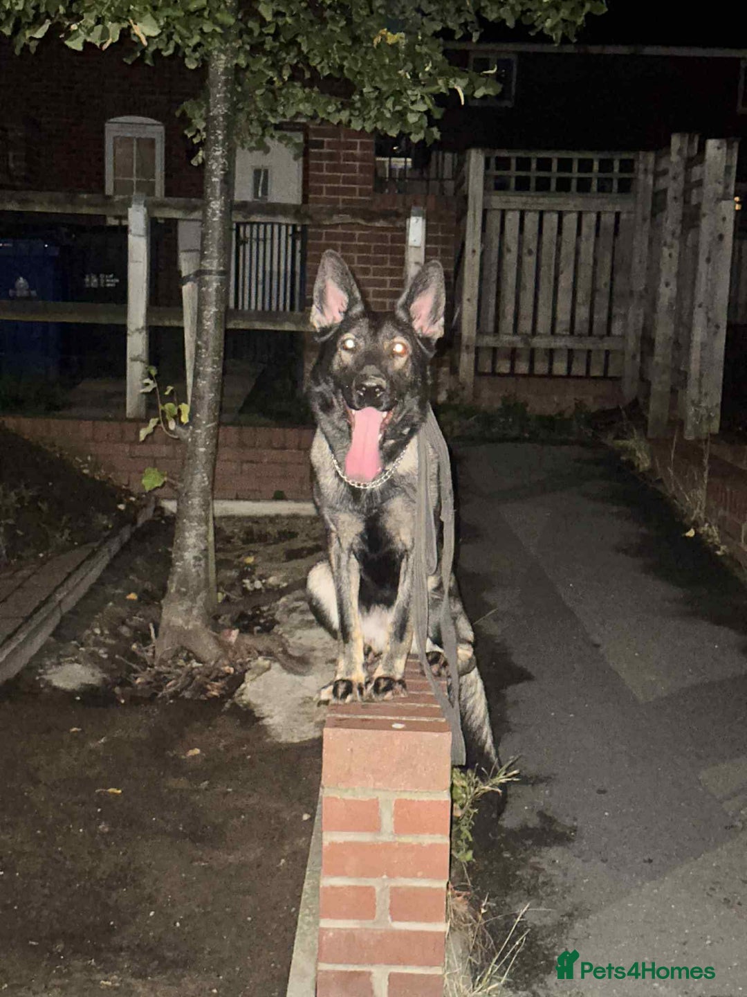 German Shepherd dogs for sale: Shepherd pups for sale - Advert 1