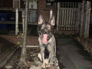 German Shepherd dogs Shepherd pups for sale - Advert 4