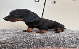 Miniature Dachshund dogs for sale: Black & Tan Minature Dachshunds⭐️ in Leicester - Image 2