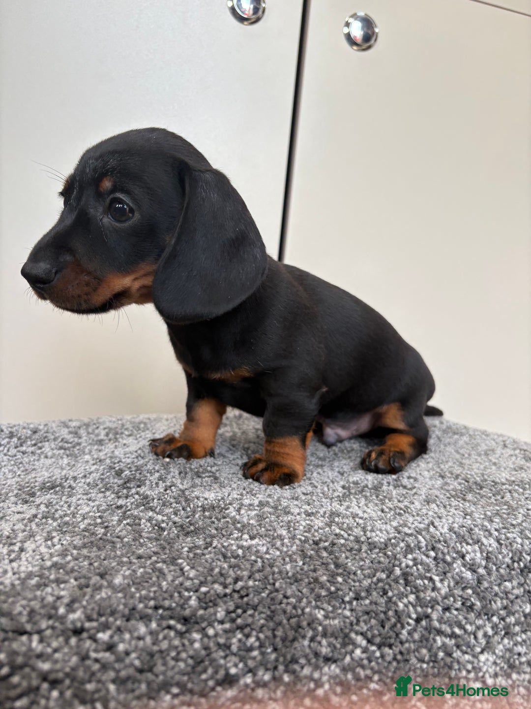 Miniature Dachshund dogs for sale: Black & Tan Minature Dachshunds⭐️ in Leicester - Image 2