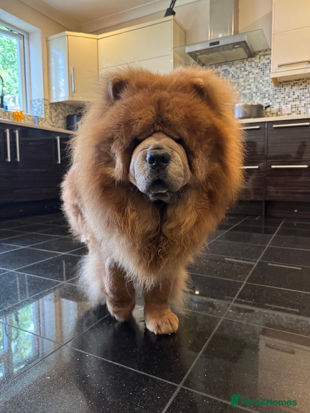 Chow Chow dogs for sale: Loving chow chow looking for a new home - Image 1