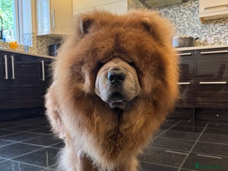 Chow Chow dogs - Advert 12