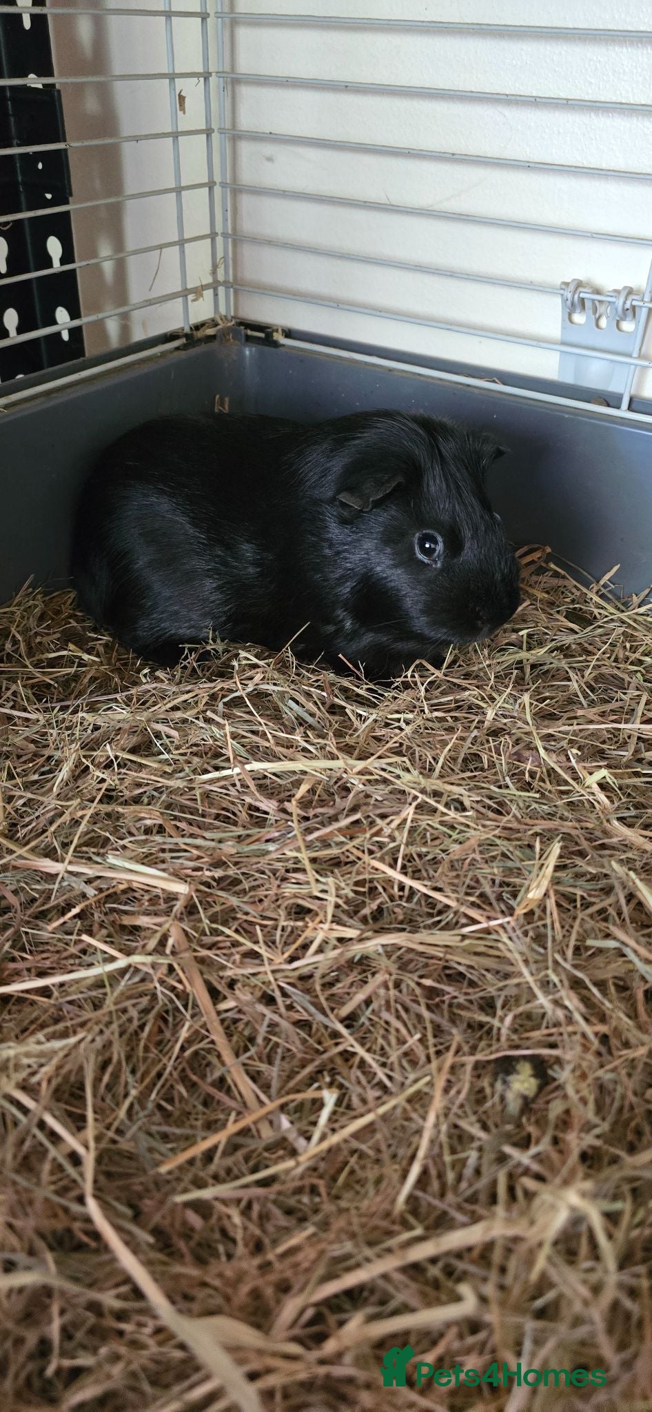 Guinea Pig rodents Guinea pigs - Advert 1