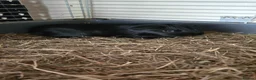 Guinea Pig rodents for sale: Guinea pigs - Advert 3