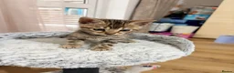 Bengal cats for sale: Quality Bengal kittens in Harrow - Advert 8
