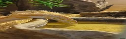 Corn Snake reptiles for sale: Corn snake + Full setup in Bournemouth - Advert 8
