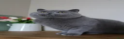 British Shorthair cats for sale: Gccf/Tica Active stud 👀also kittens coming soon✨️ - Advert 2