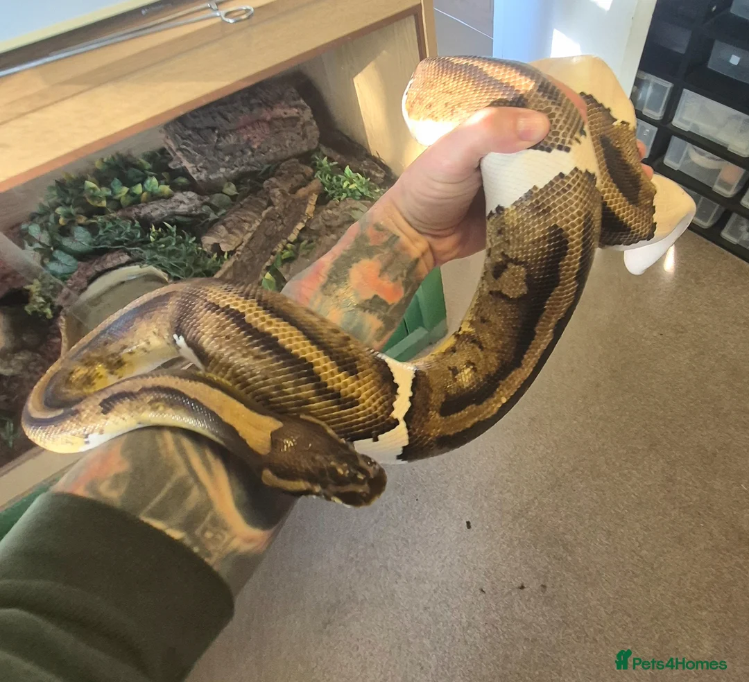 Python Snake reptiles for sale: 2x Royal Pythons for sale Female and Male  - Advert 6