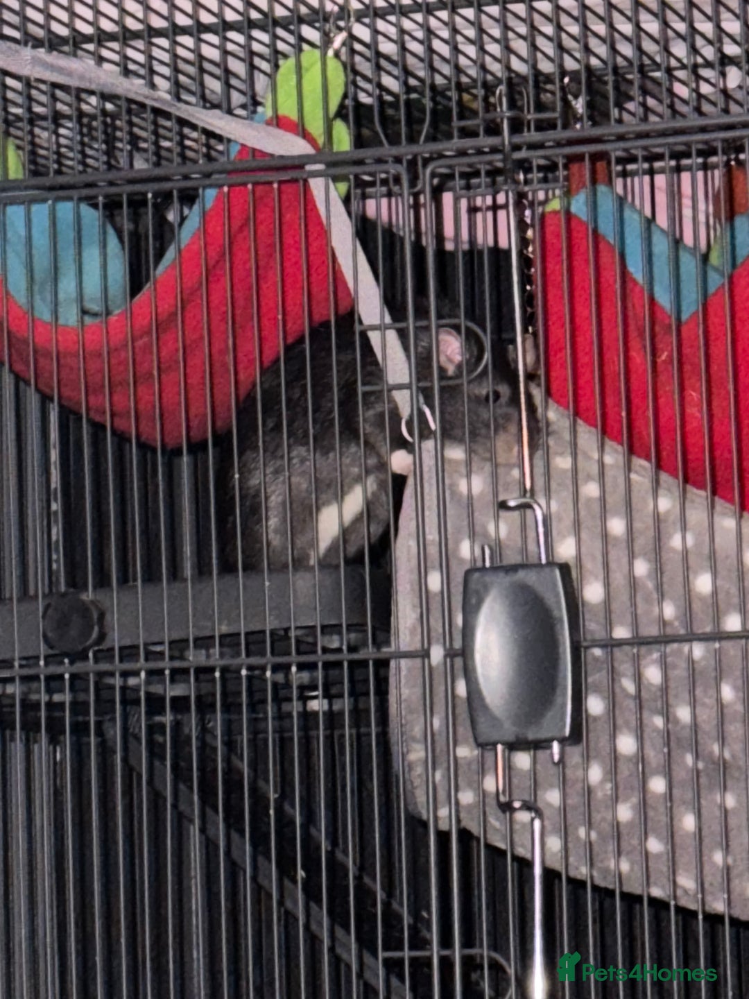 Rat rodents for sale: Rats for sale - Image 7