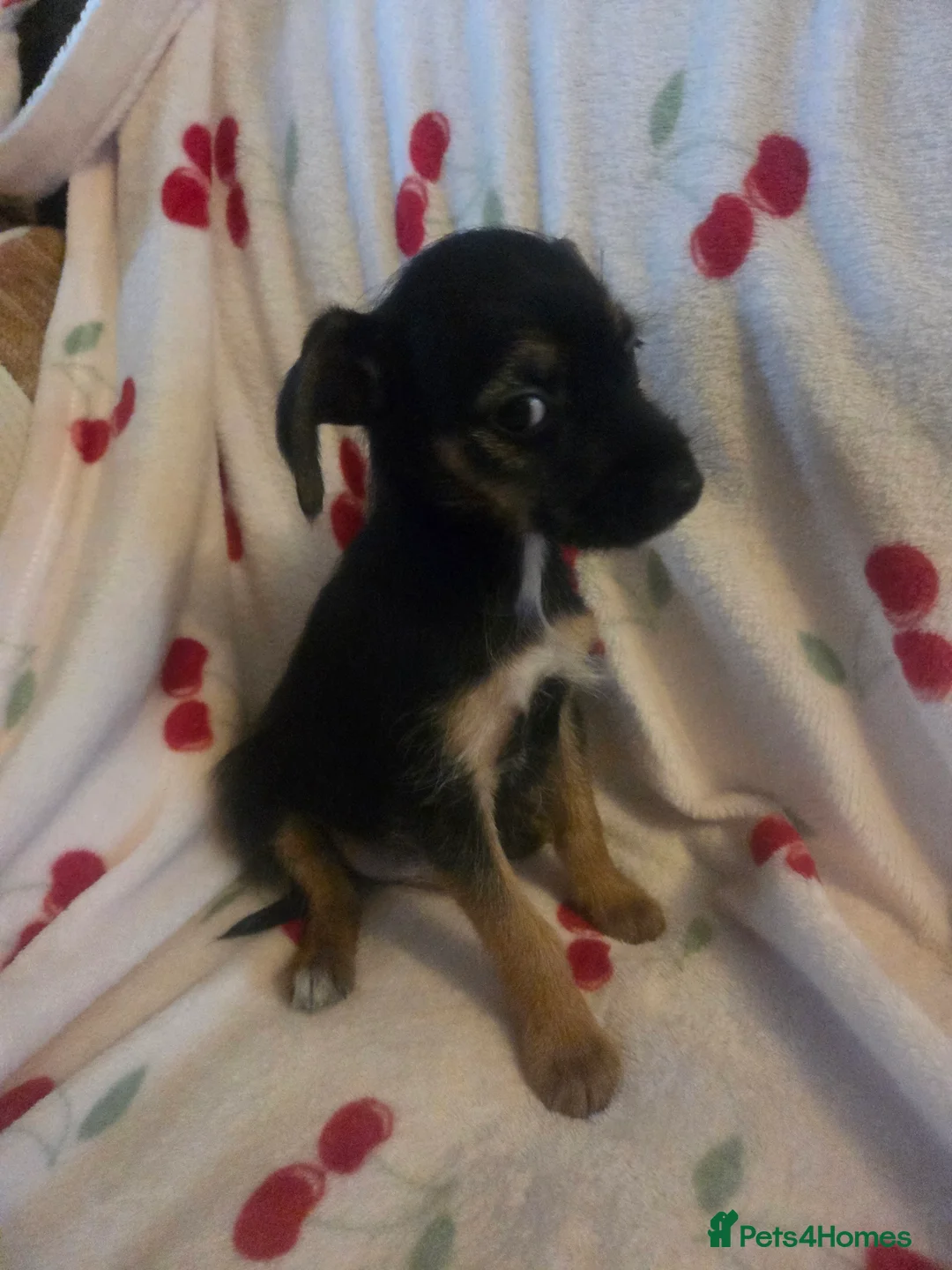 Mixed Breed dogs for sale: Yorkshireterrier xjackrussell  - Advert 3