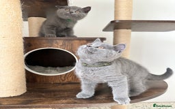 British Shorthair cats for sale: British short hair boy - Image 16