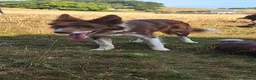 Border Collie dogs for sale: Beautiful Red and White Collie Bitch for Sale - Advert 4