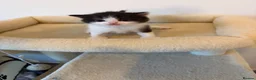 British Shorthair cats for sale: Beautiful British Shorthair Male Kittens 🐾 - Advert 6