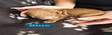 Cockapoo 2