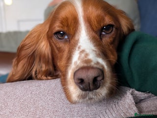 Cocker Spaniel dogs for sale: Stunning Working Cocker Spaniel Girls 🤍 - Advert 1