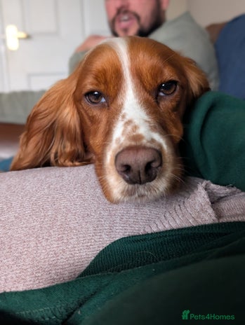 Cocker Spaniel dogs Stunning Working Cocker Spaniel Girls 🤍 - Advert 2