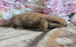 Mini Lop rabbits for sale: 💙🩷 young friendly pure bred mini lops🩷💙 - Image 10