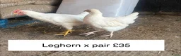 Chickens poultry for sale: 11 week old young chickens - Advert 3