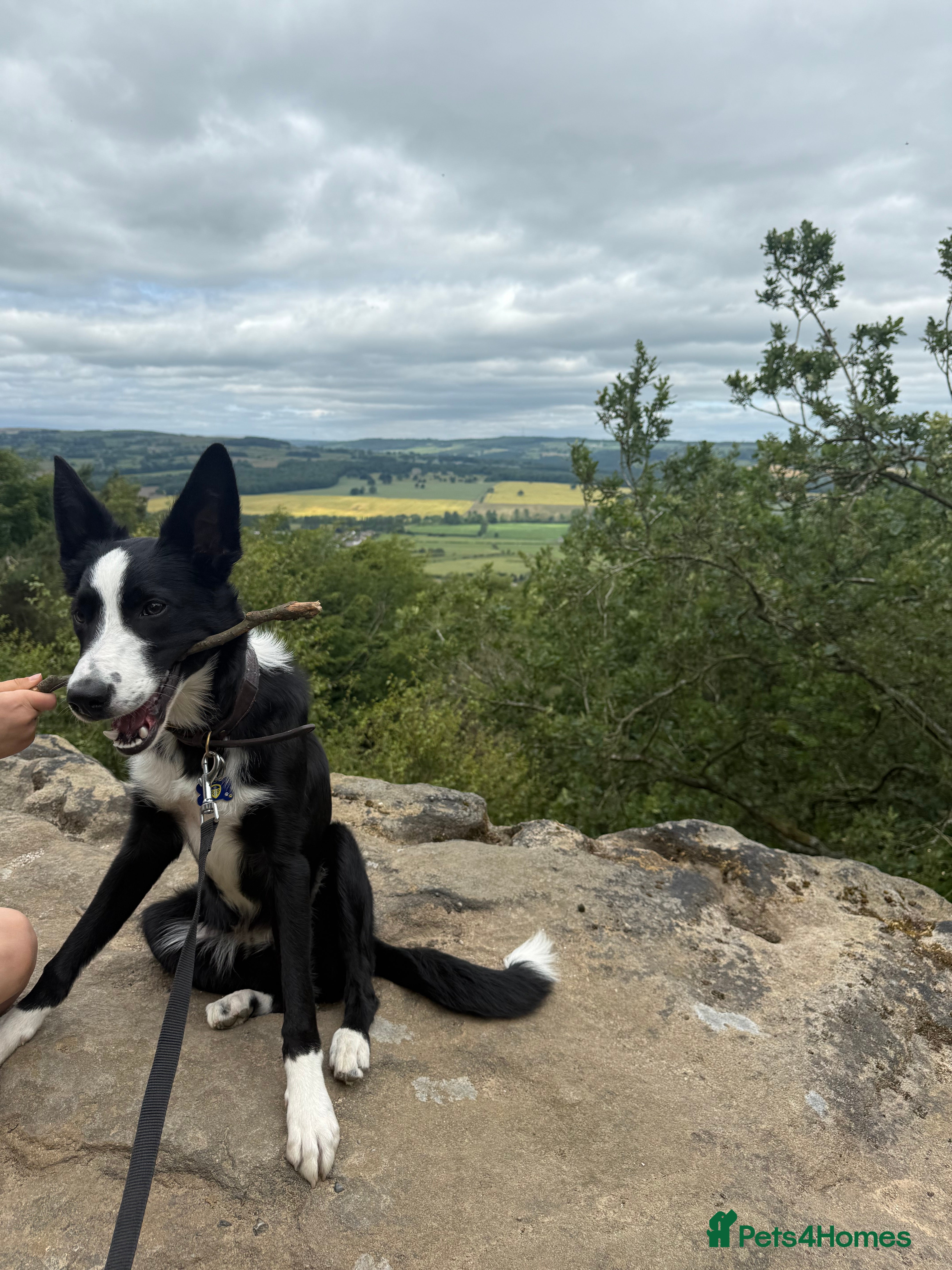 Border Collie dogs Finnan 10 months old. Border collie - Advert 10