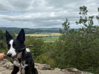 Border Collie dogs - Advert 6