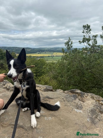 Border Collie dogs - Advert 8