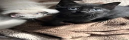 Russian Blue cats for sale: Russian blue mixed breed kittens  - Advert 18