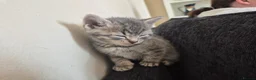 British Shorthair cats for sale: BSH kittens  - Advert 5