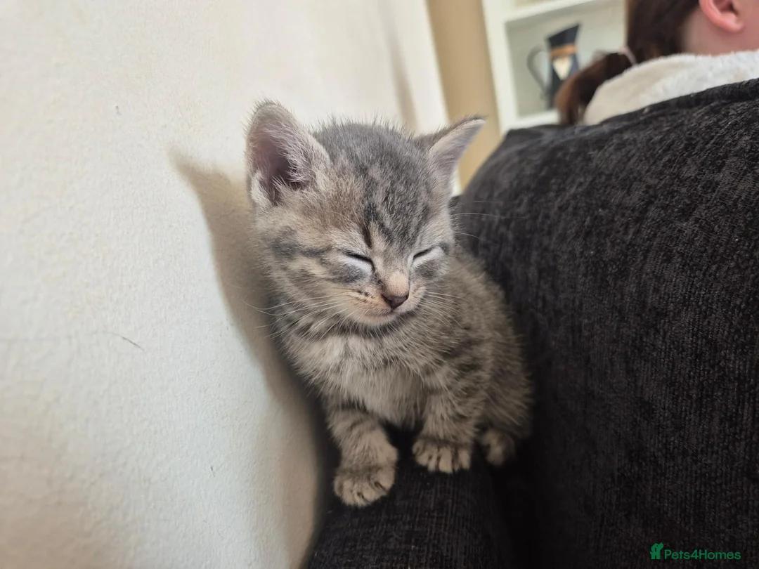 British Shorthair cats for sale: BSH kittens  - Advert 5