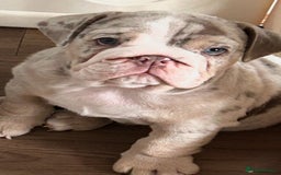 English Bulldog dogs for sale: LAST BOY ENGLISH BULLDOG PUP in South Ockendon - Image 1