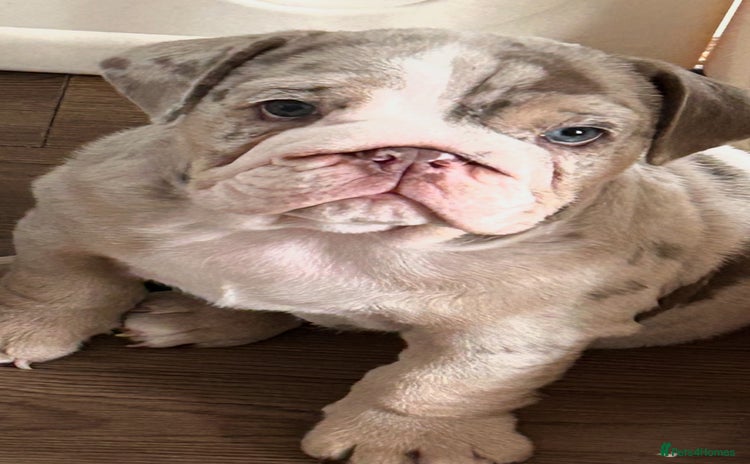 English Bulldog dogs in South Ockendon - Advert 12