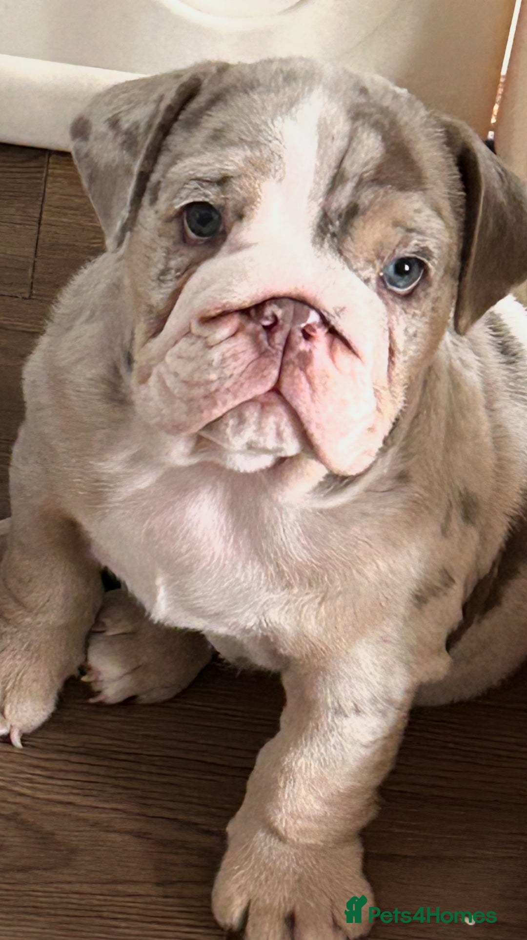 English Bulldog dogs for sale: LAST BOY ENGLISH BULLDOG PUP in South Ockendon - Image 1