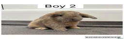 Mini Lop rabbits for sale: 3 beautiful baby mini lops ready to reserve  - Advert 3