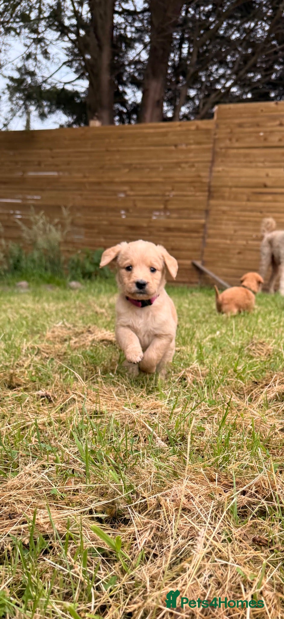 Labradoodle dogs Labradoodle puppies  - Advert 14