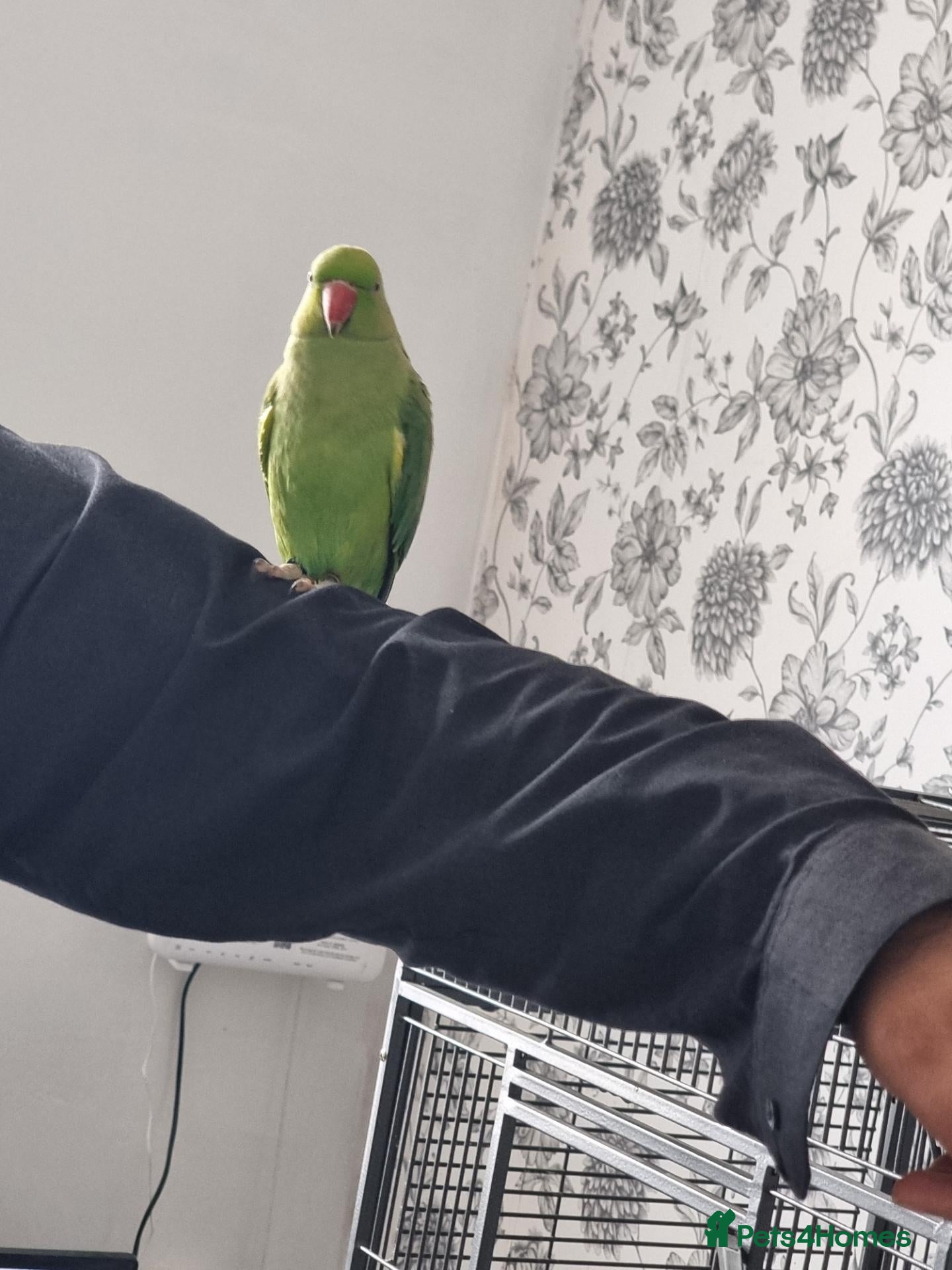 Parrots birds Beautiful ringneck talking parrot  - Advert 8