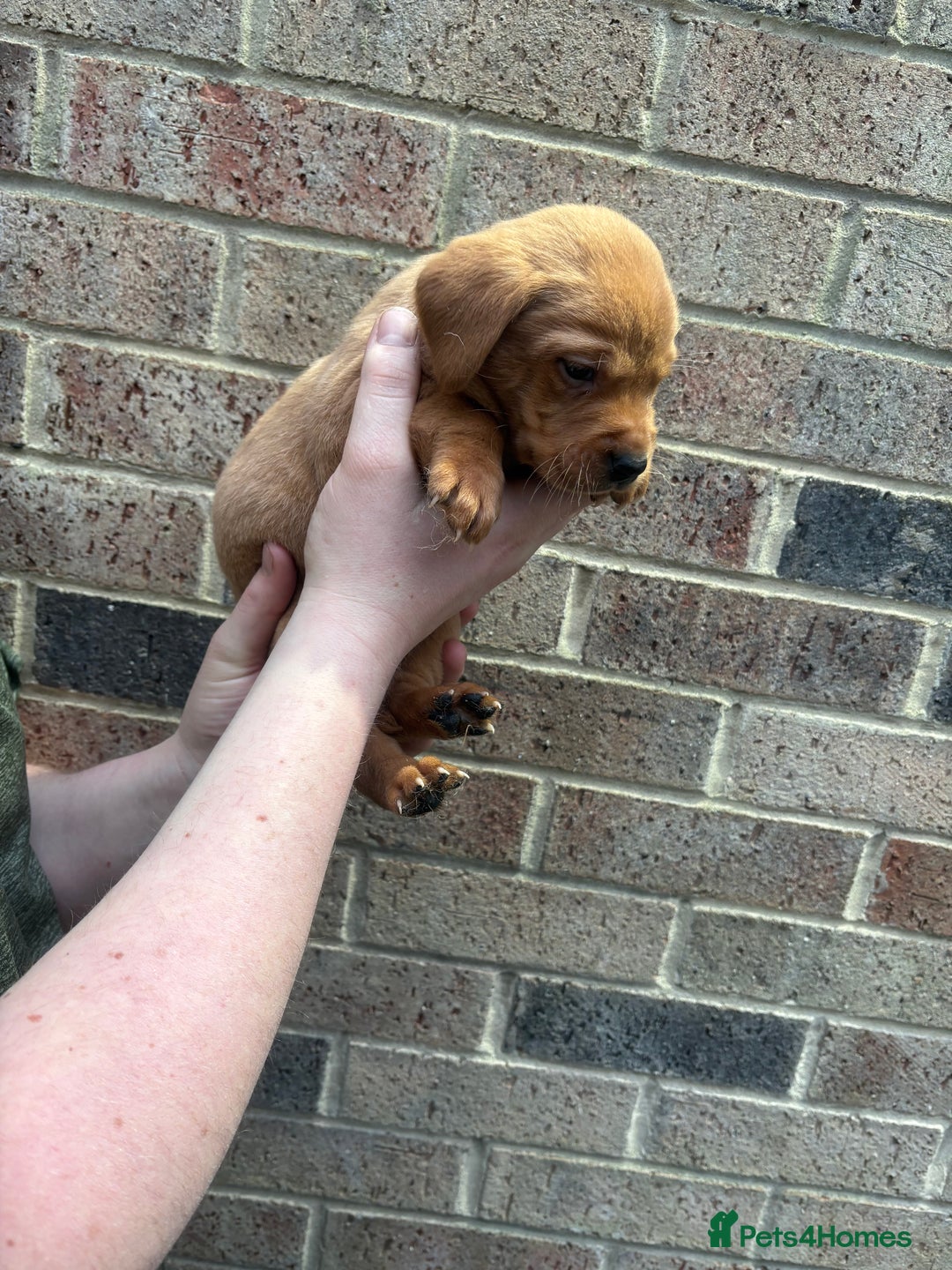 Labrador Retriever dogs for sale: Kc fox red Labrador puppies 4 boys ready to go  - Advert 29