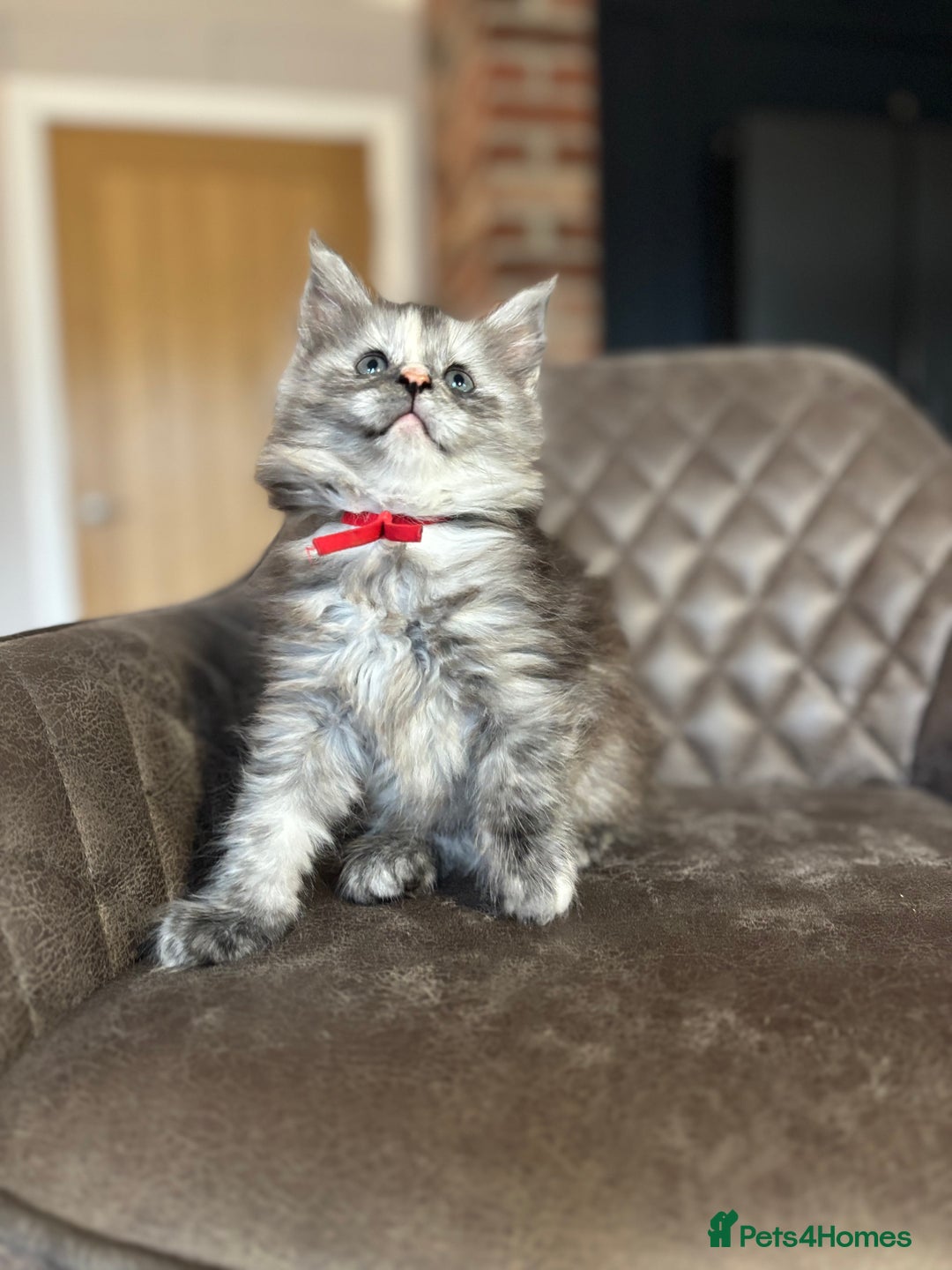 Maine Coon cats for sale: Maine Coon Kittens - Ready early Feb - Advert 21