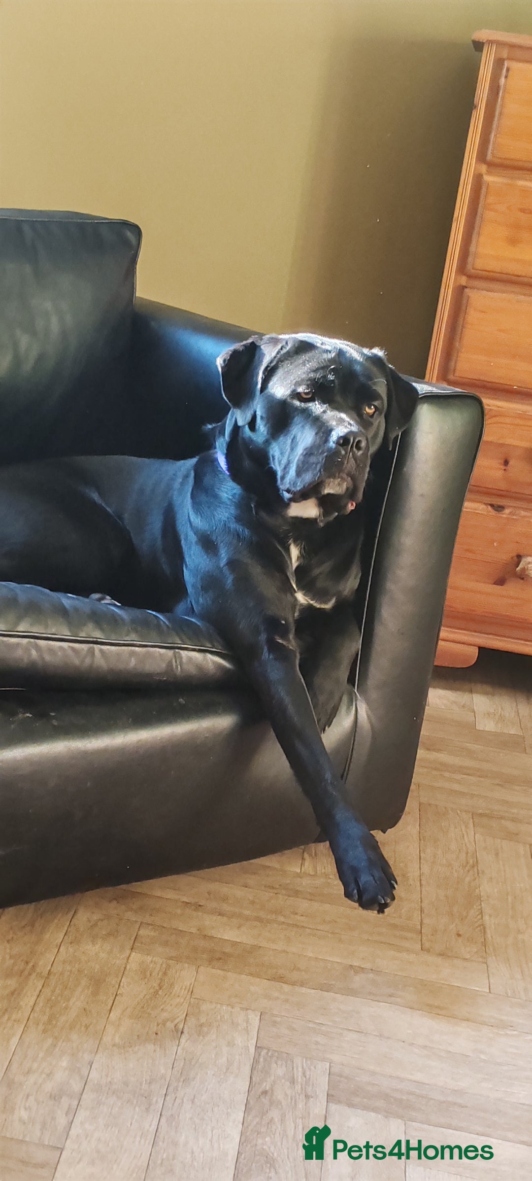 Cane Corso dogs for sale: Cane Corso  - Advert 17