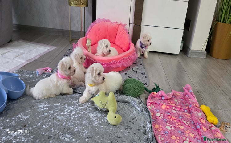 Maltese dogs - Advert 9