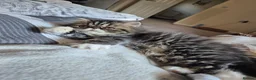 Exotic cats for sale: Exotic short hair  - Advert 4