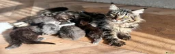 Maine Coon cats for sale: Maine Coon Kittens 🖤 Aberdeen, Scotland  - Advert 8