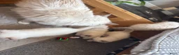 Ragdoll cats for sale: Adorable Gccf registered kittens  in Wakefield - Advert 9