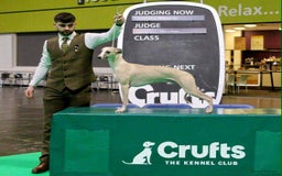 Whippet dogs for sale: Kc reg whippets  - Image 5
