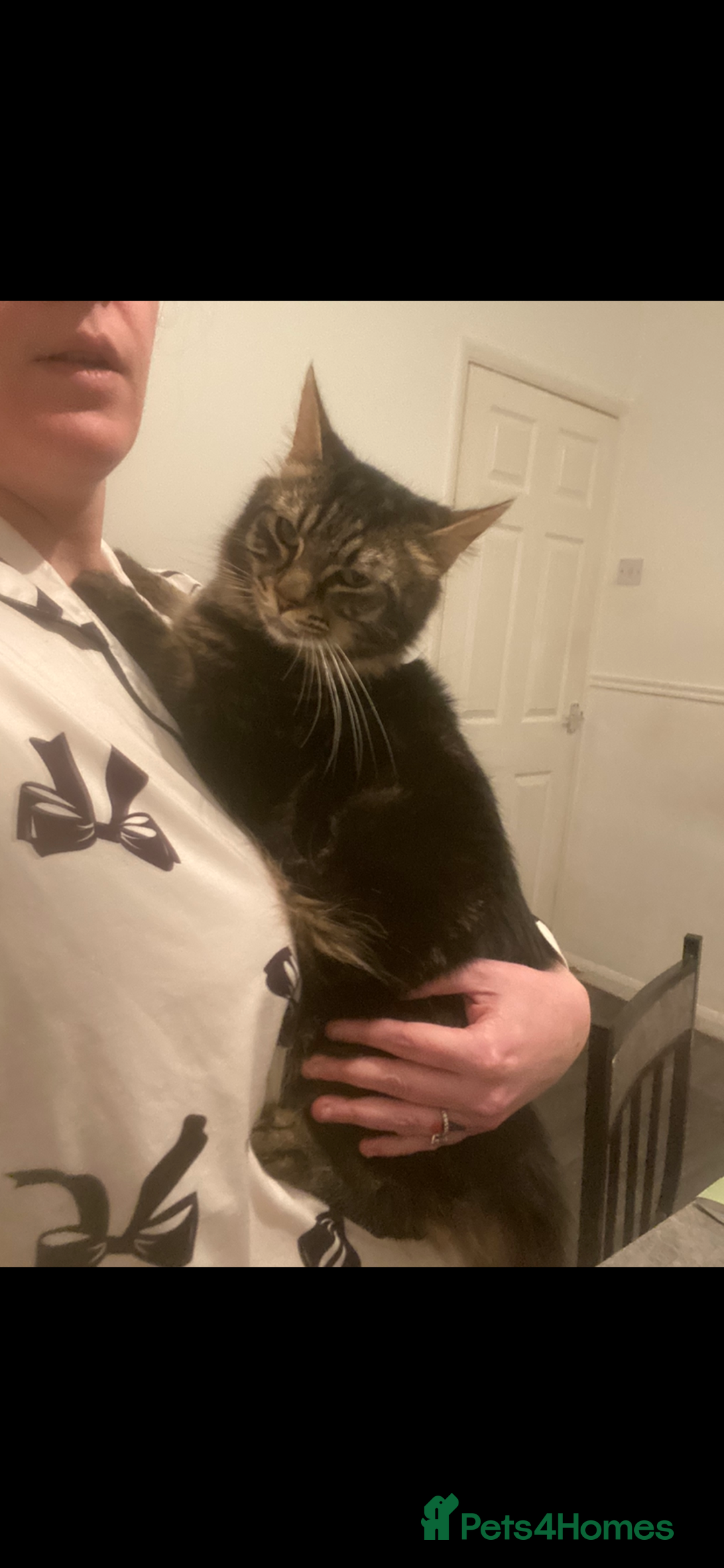 Maine Coon cats for sale: Maine Coon 2 year old male - Advert 3