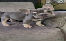 French Bulldog dogs for sale: Frenchie girl puppy’s 1 visual fluffy, 1 big rope  - Image 9